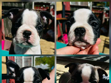 Bostonterrier · Porsgrunn · Cecilie K.