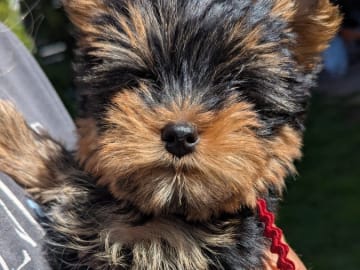 Yorkshireterrier · Hudiksvall · Zweetzayorx