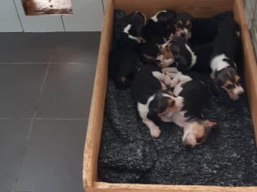 Basset artésien normand · Kungsbacka · Star Ban