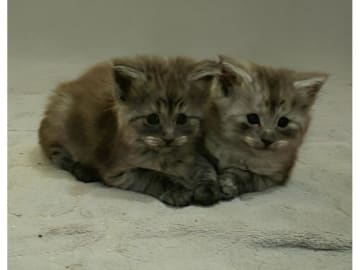 Norsk skogkatt · Huddungeby · S*Mustela's