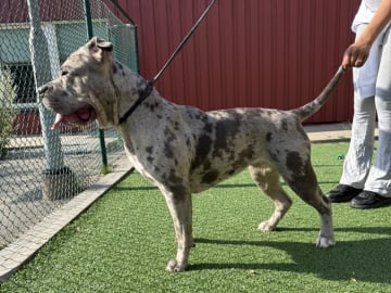 American bully · Västra Frölunda · Miranda T.