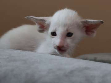 Oriental Adore Cattery