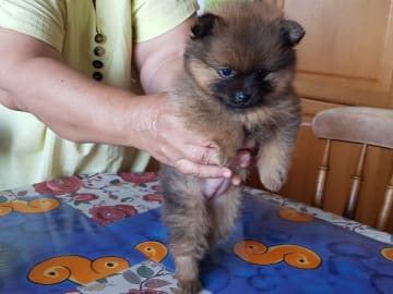 Pomeranian · Ed · Small Power