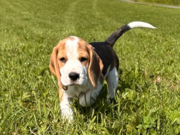Beagle · Trångsviken · Drafgården