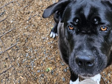 Cane corso · Perstorp · Annicanina's