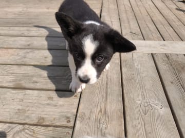 Welsh corgi cardigan · Frövi · Million dollar babys