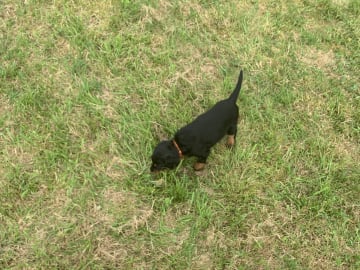 Gordonsetter · Bjoa · Storenutens
