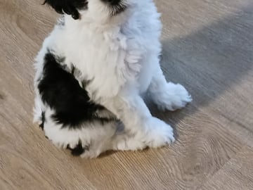 CavaMaltiShihPoo · Fränsta · Katarina H.