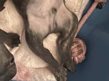 Fransk bulldogg · Norrköping · Emiras frallor