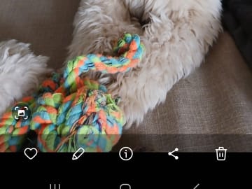 Shih-poo · Fränsta · Katarina H.