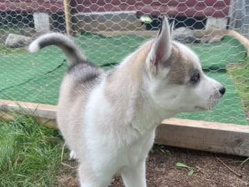 Siberian husky · Hallstavik · Kusby