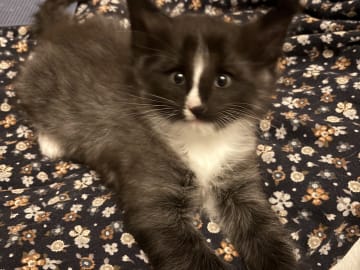 Norwegian Forest · Enköping · Lodahlshjem