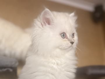 British Longhair · Borås · Susanne O.