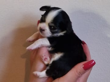 Långhåring chihuahua · Södertälje · Telge's Bling Bling