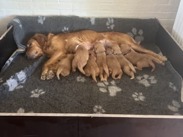 Golden retriever · Bindslev · Hoplas Gold