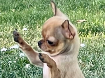 Chihuahua · Fjärdhundra · Bastängens