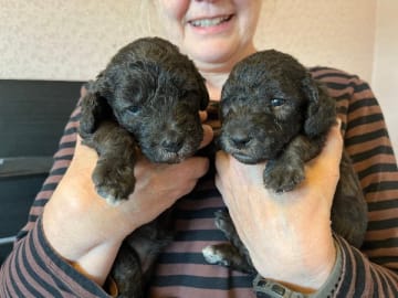 Bedlington terrier · Kiruna · Galactic Defender