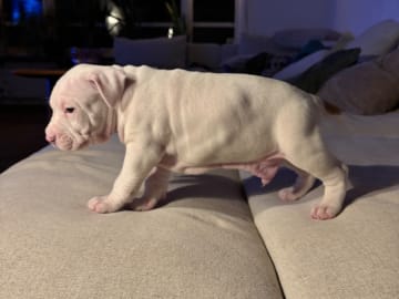 American Staffordshire Terrier · Köping · Hannah Östensson Lindqvist