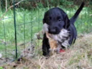 Flatcoated retriever · Uppsala · Eve's Ink