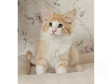 Norsk skogkatt · Säffle · SE*Sjöhaget's