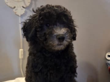 Shihpoo