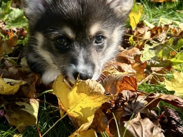 Welsh Corgi Pembroke · Spydeberg · Spydebergspoten
