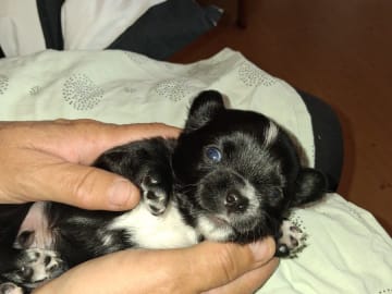 Chihuahua · Högsäter · Peter Segerberg