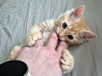 Maine Coon · Västra Frölunda · Dagdrivarn