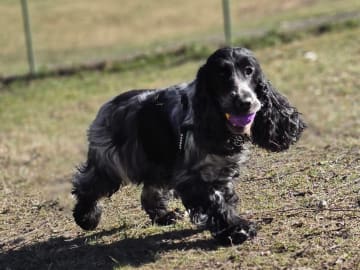 Cocker Spaniel · Färjestaden · Kari K.