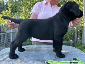 Labrador retriever · Björkvik · Annual's