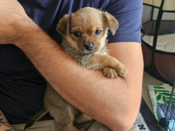 Pomchi/Bichon frisé/Yorkshire terrier · Borås · Sofie L.