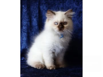 British Longhair · Hässelby · SE*Pawpoint's