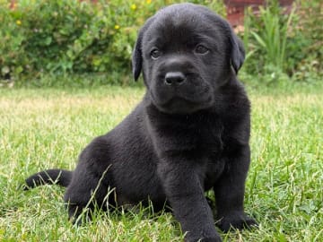 Labrador retriever · Vagnhärad · Unbridled Unicorn