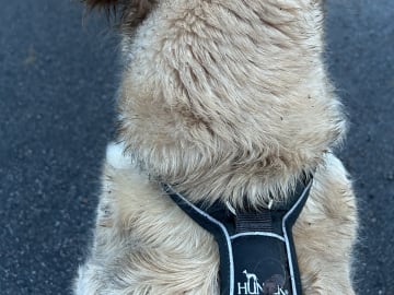 Golden Retriever · Linköping · Hanna B.