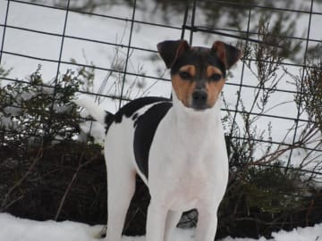 Terrier brasileiro · Värmdö · Zoli-Dares