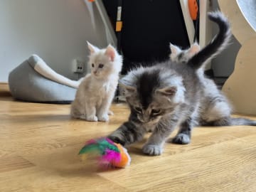 Maine Coon · Västra Frölunda · Dagdrivarn