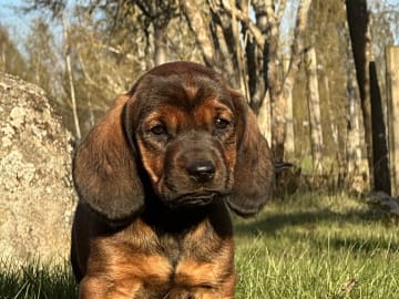 Alpenländische Dachsbracke · Tibro · Karlsberg Bracke Kennel
