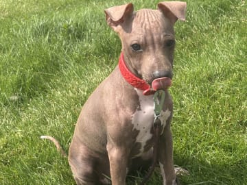 American hairless terrier · Mellerud · Ticket to win