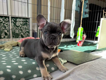 French Bulldog · Munka-ljungby · Skogslyckan