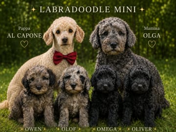 Labradoodle · Nol · Lyckliga Vovven