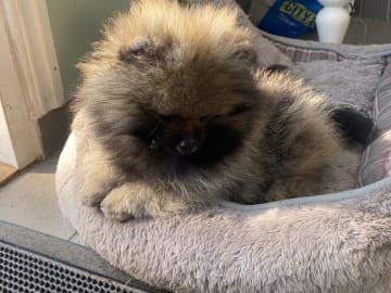 Pomeranian · Enskede · China Garden