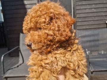 Pudel, toy · Uldum · Dream Puppy