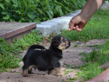 Norwichterrier · Lit · Cobby's