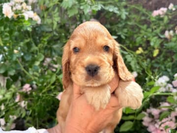 Cocker spaniel · Täby · Giggs