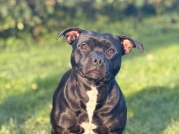 Staffordshire bullterrier · Anneberg · Qrohns
