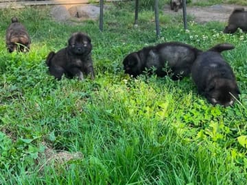 Eurasier · Dalmose · Arachuns