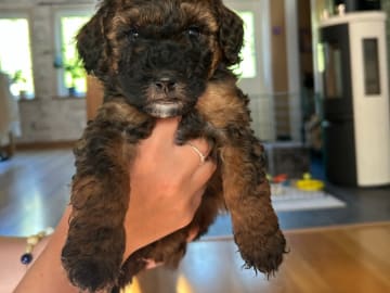 Cockerpoo · Kristinehamn · Marielle B.