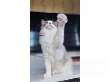 Ragdoll · Väse · SE*Wernigerodes