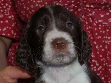 Engelsk springer spaniel · Mellerud · Ripplings