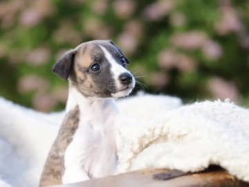 Whippet · Gran · Ann-Karin Skyggen Lystad